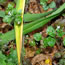 calamintha
